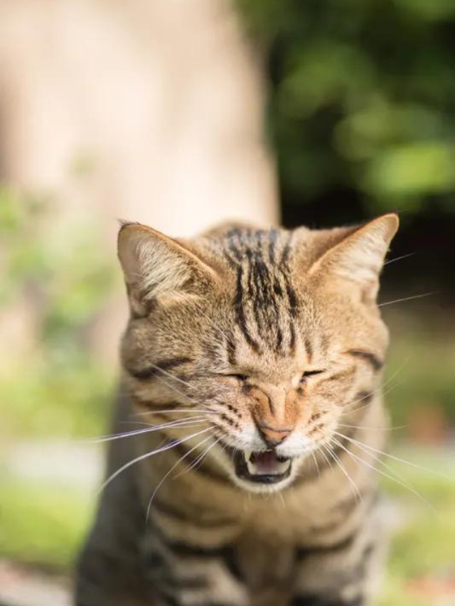 11 Possible Reasons Why Your Cat Sneezes So Much Story The Discerning Cat