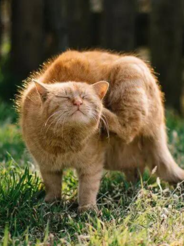 6 Possible Reasons Why Your Cat’s Ears Are Hot Story The Discerning Cat