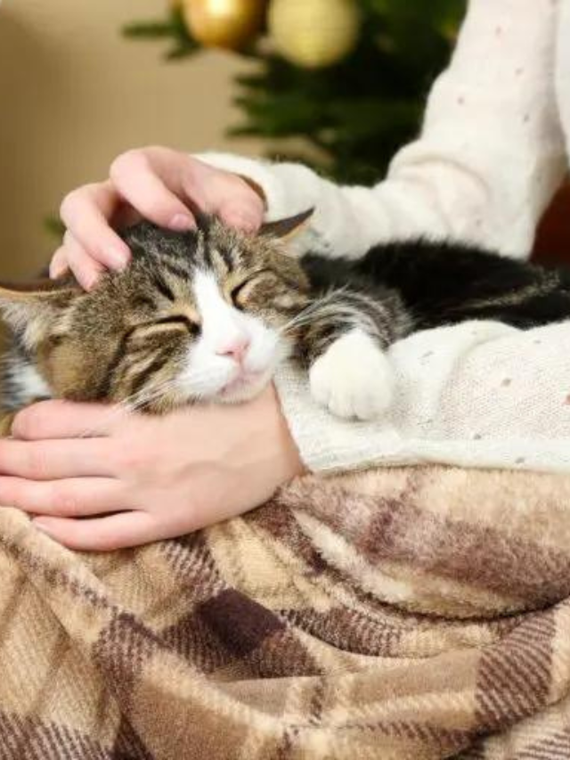 Essential Tips For Making Your Cat Feel Comfortable Story The