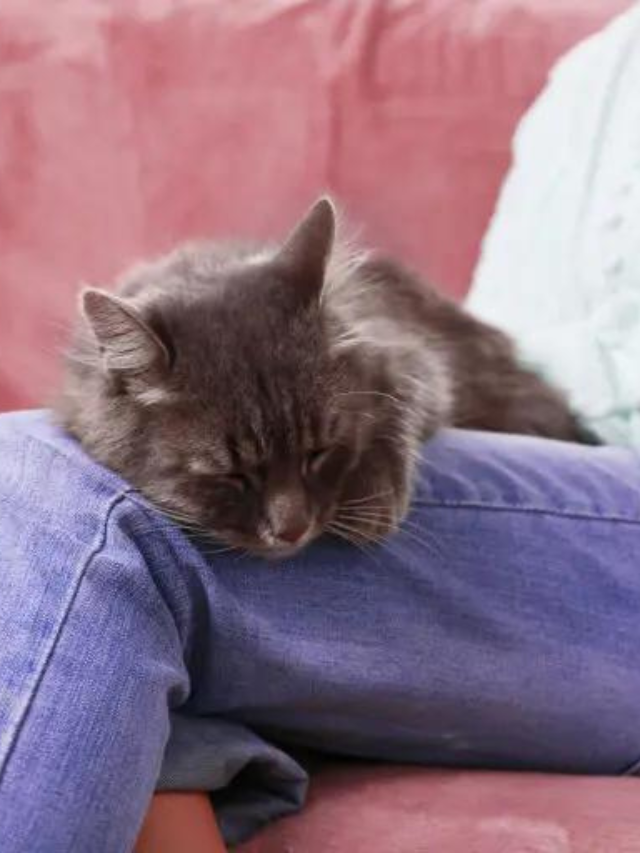 Here Are The Reasons Why Your Cat Sleeps With You Story The