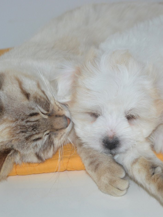Are Shih Tzus and Cats A Good Match? Story The Discerning Cat