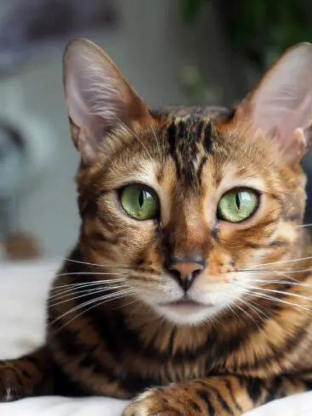 Why Do Cats Stare at Walls? 6 Reasons for This Behavior Story The