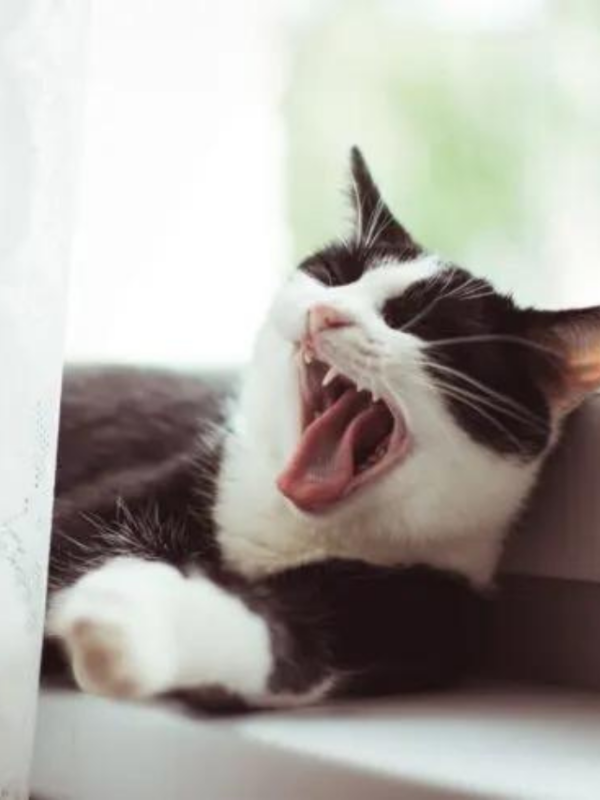 Cat with mouth wide open