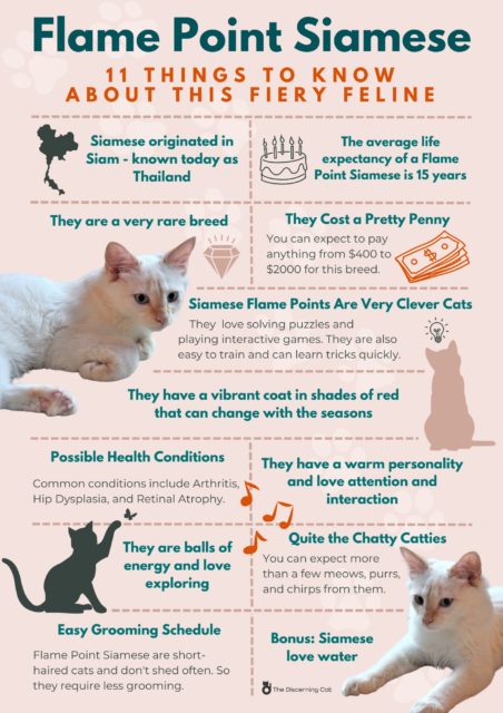 Flame Point Siamese Cat (2023) I 11 Things You Need to Know I ...