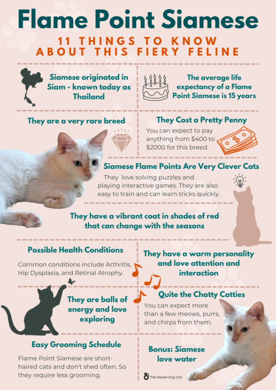 Flame Point Siamese Cat infographic