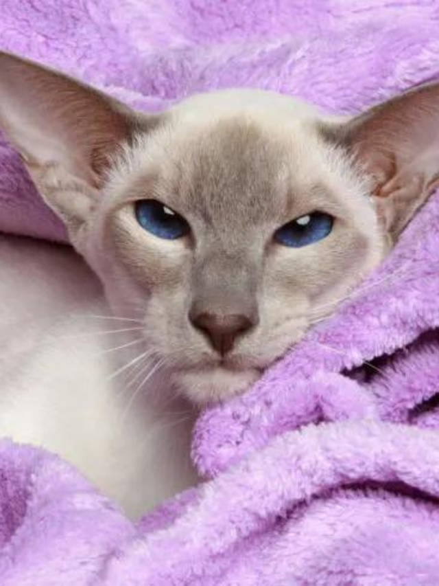 6 Reasons Why Your Siamese Cat is Shedding Excessively Story The