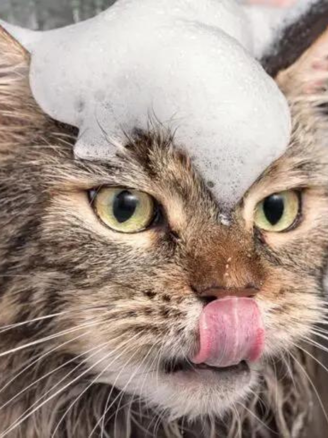 15 Surprising Reasons Cats Stick out Their Tongues Story The