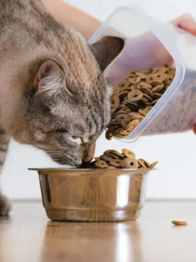 What are the benefits of Dry Cat Food? Story The Discerning Cat