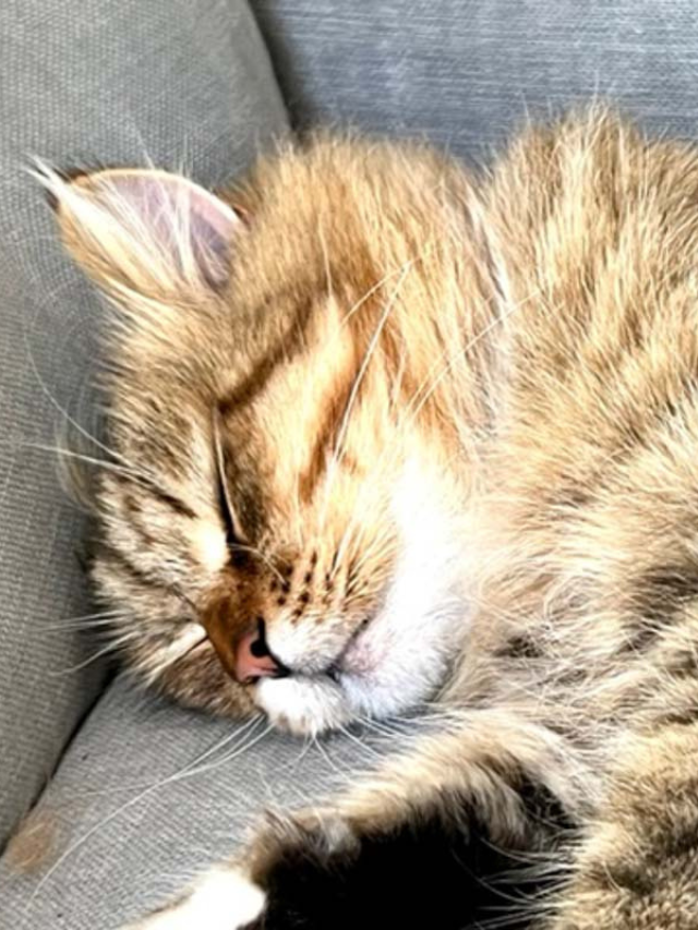 Is it Normal for a Cat to Sleep All Day? Story The Discerning Cat