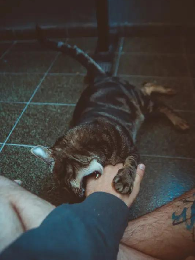 Why Do Cats Bite and How Can You Train Them Not To? Story The