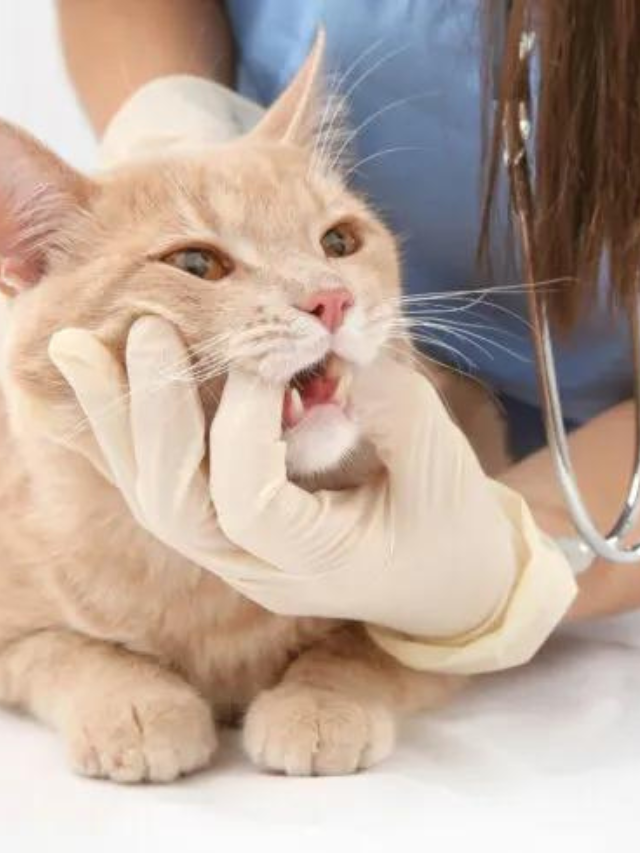 Things You Need To Know About Keeping Your Cats Teeth Clean Story The