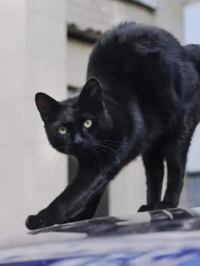 Why Do Cats Arch Their Backs? These Are The Top 6 Reasons Story The