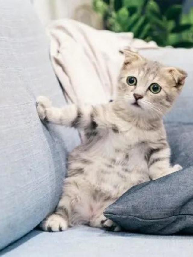 What Sounds Do Cats Dislike The Most? Story The Discerning Cat