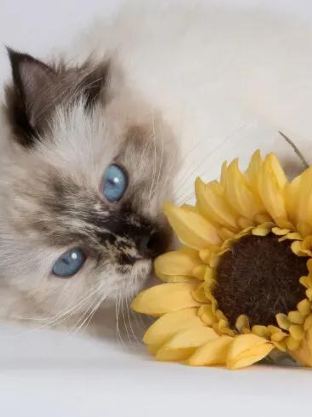 13 Types of Ragdoll Cat Colors and Coat Patterns You’ll Love Story