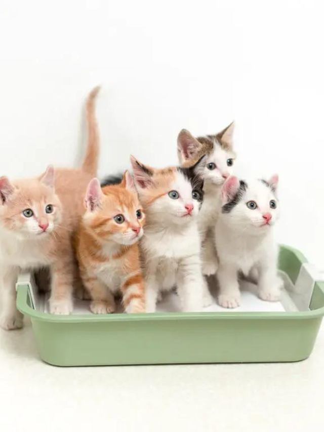 Why Does My Cat Have Dark Urine? Story The Discerning Cat