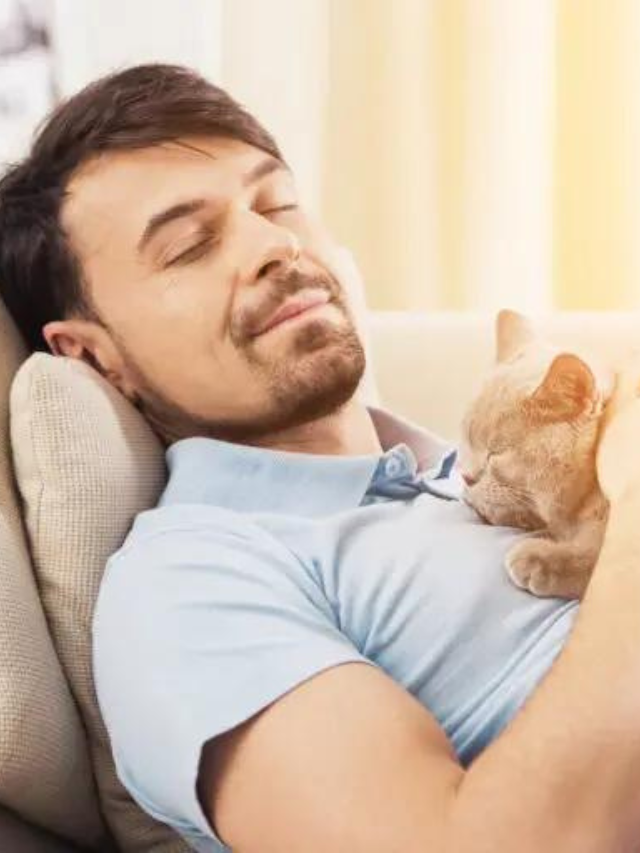 Do Cats Protect You While You Sleep? Story The Discerning Cat