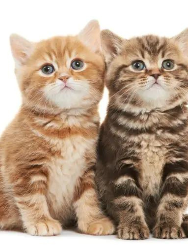 15 Best Cat Breeds For First Time Owners Story The Discerning Cat 15 Best Cat Breeds For First Time Owners Story The Discerning Cat