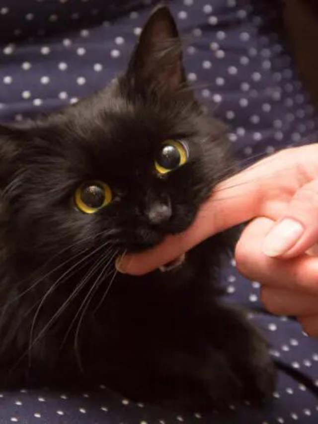 Why Does My Cat Attack Me? 8 Reasons You Should Know Story The Discerning Cat