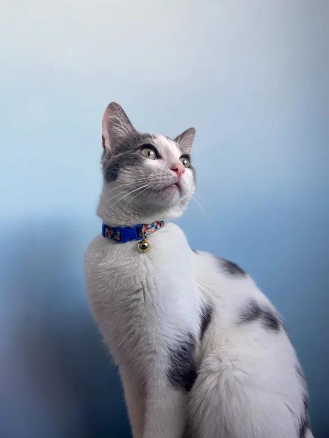 Tips For Getting A Cat To Wear A Collar Story The Discerning Cat