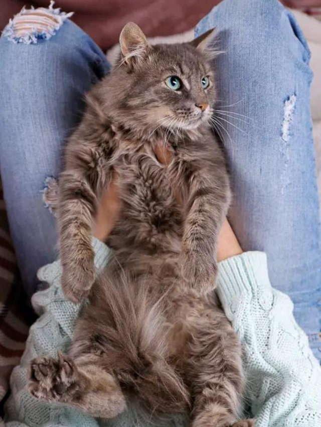 Here Are The Reasons Why Cats Sleep on Particular Body Parts Story The Discerning Cat