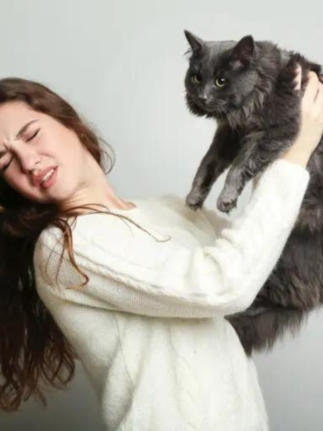 9 Reasons Why Your Cat Eats Your Hair Story The Discerning Cat