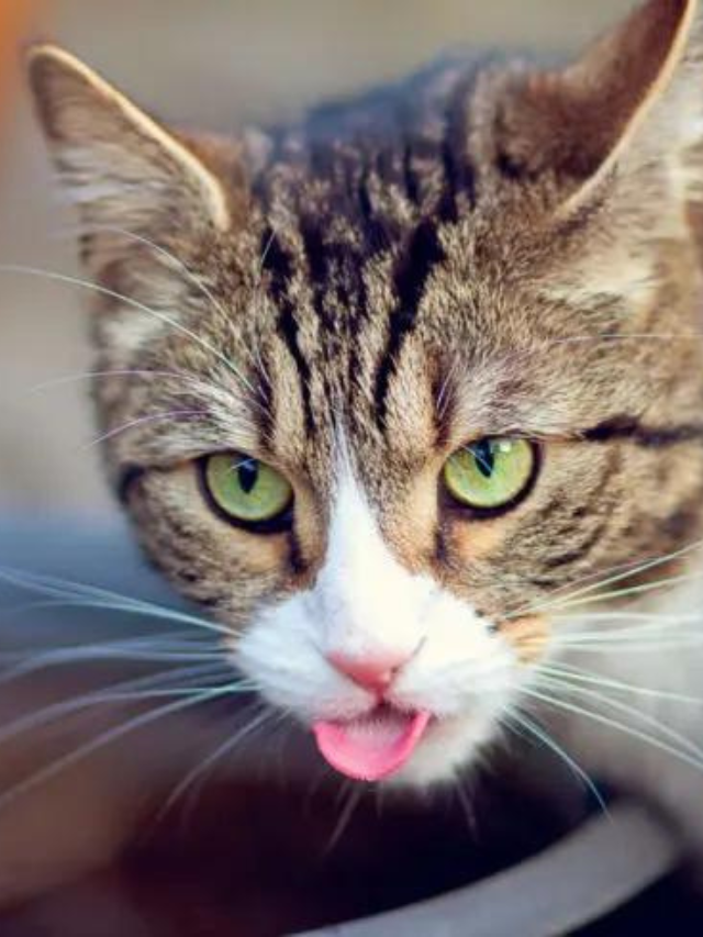 Everything You Need to Know About Cat Coat Patterns Story The