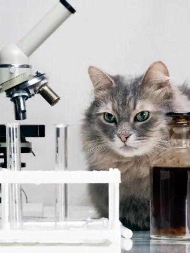 13 Best Scientist Cat Names for Your Clever Kitty Story The