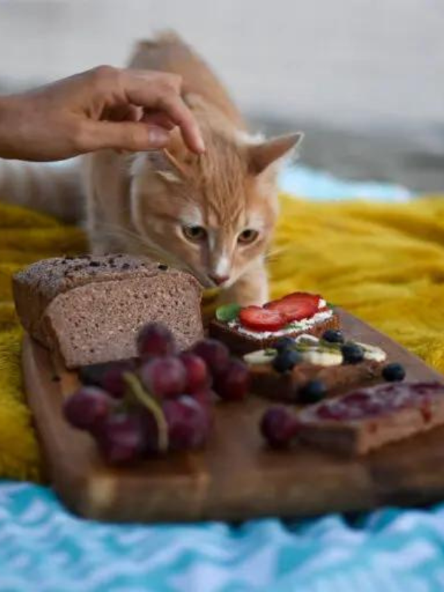 6 Things Cat Owners Need to Know About Cats and Cheese Story The