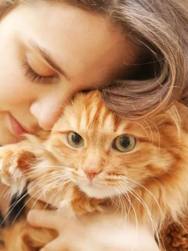 What Does It Mean When Cats Shake Their Heads? Story