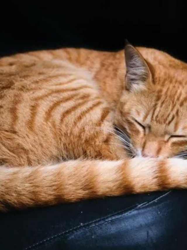 What Does It Mean When Cats Wag Their Tails While Lying Down? Story