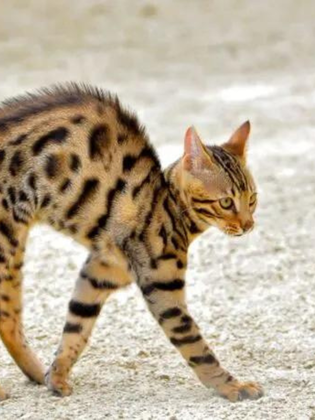 These Are The 17 Meanest Cat Breeds: Is Your Cat on the List? Story