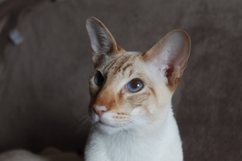 cinnamon point siamese source flickr