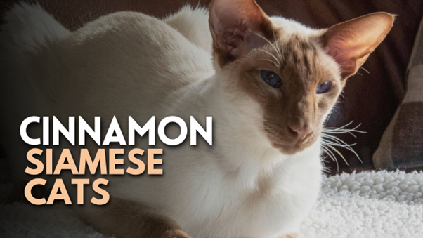 Cinnamon Siamese Cat (2023) I All You Have to Find out about these uncommon cats