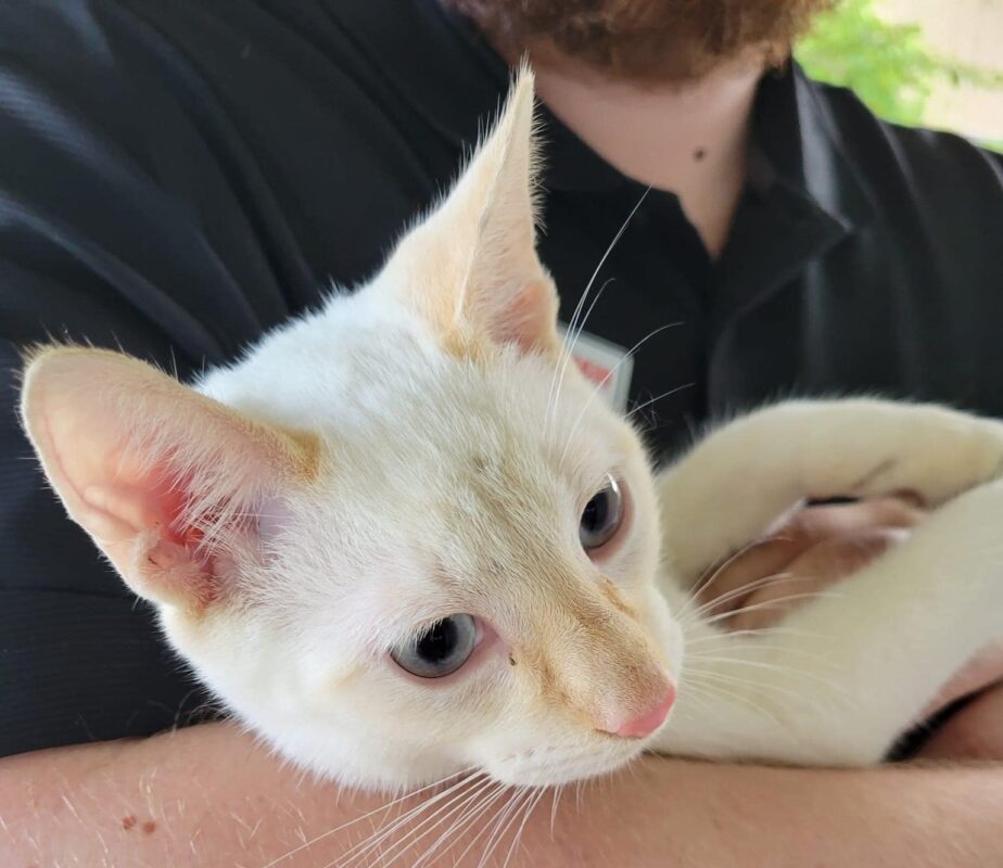 cinnamon siamese cat