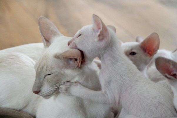 cinnamon siamese kittens with their mum