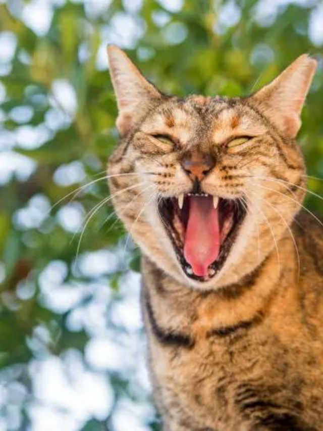 7 Reasons You Should Know Why Cats Growl Story The Discerning Cat