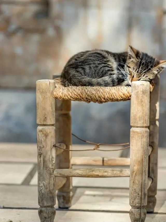 7 Things You Need To Know About Cat's Dreams Story The Discerning Cat