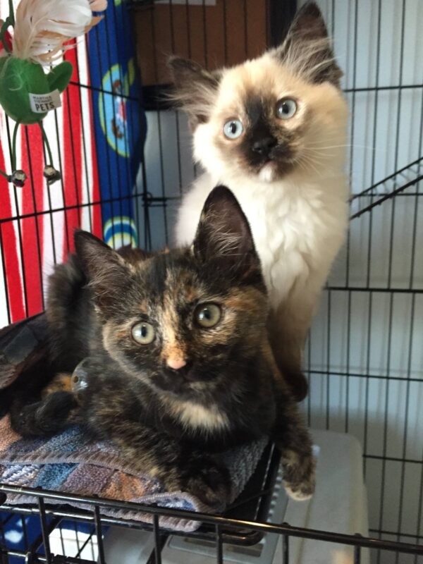tortie point siamese cats