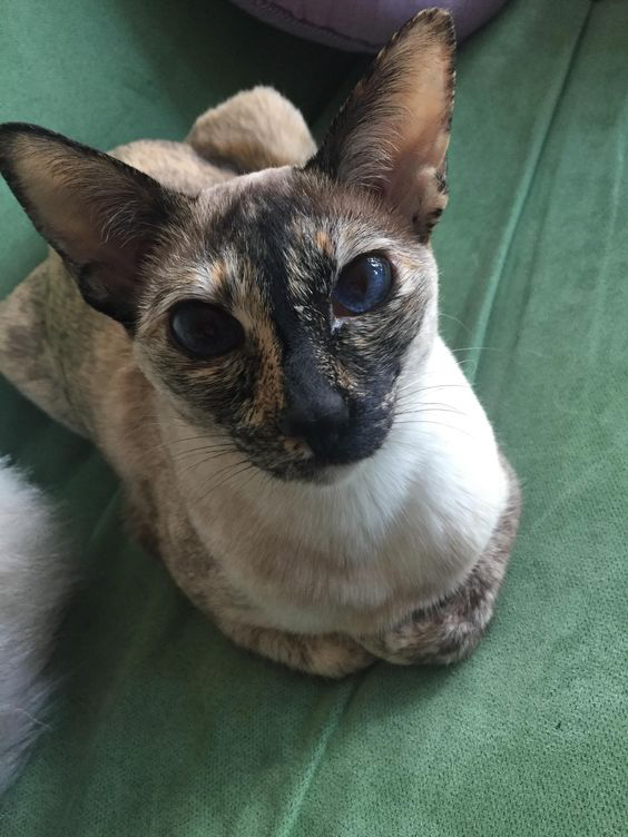 tortoiseshell siamese cat