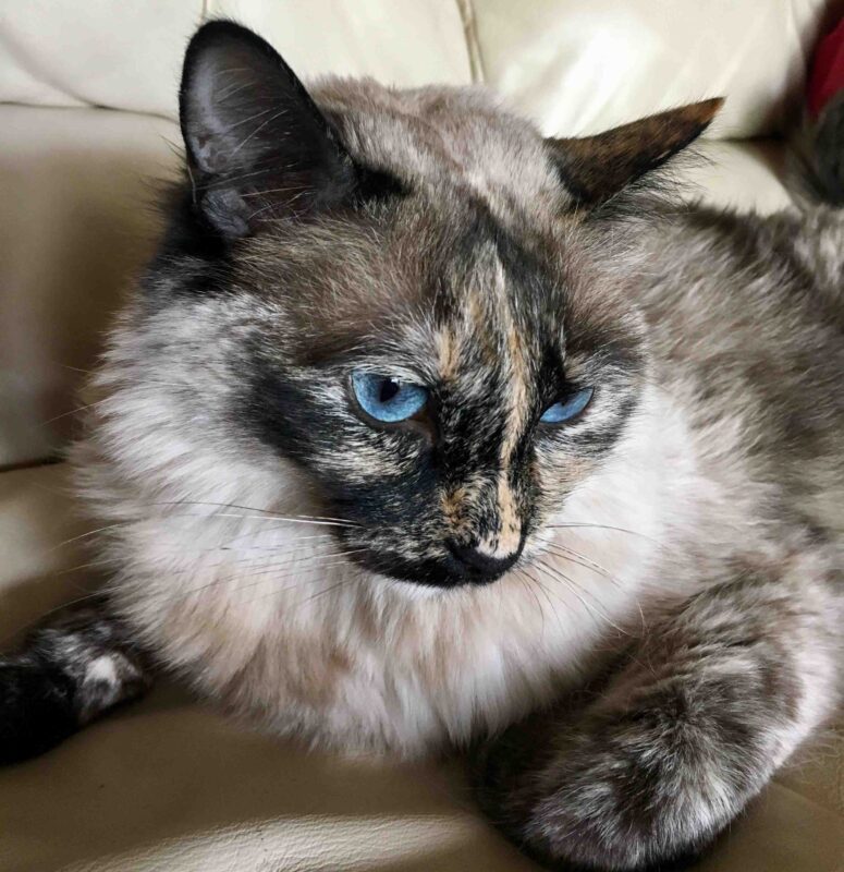 tortoiseshell siamese cat