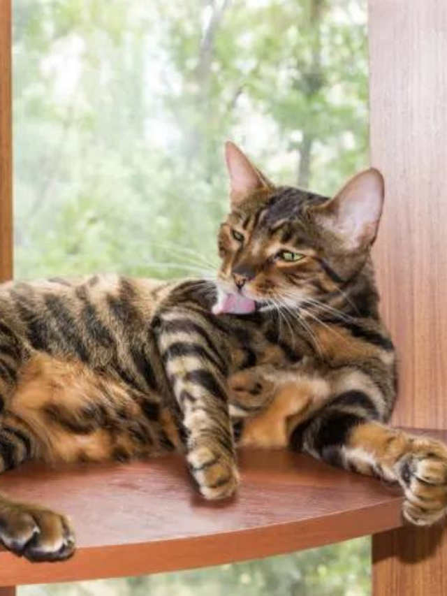 When Do Cats Shed The Most? What Owners Need to Know Story The