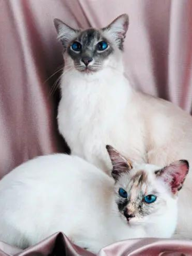 Do Siamese Cats Fur Change Color