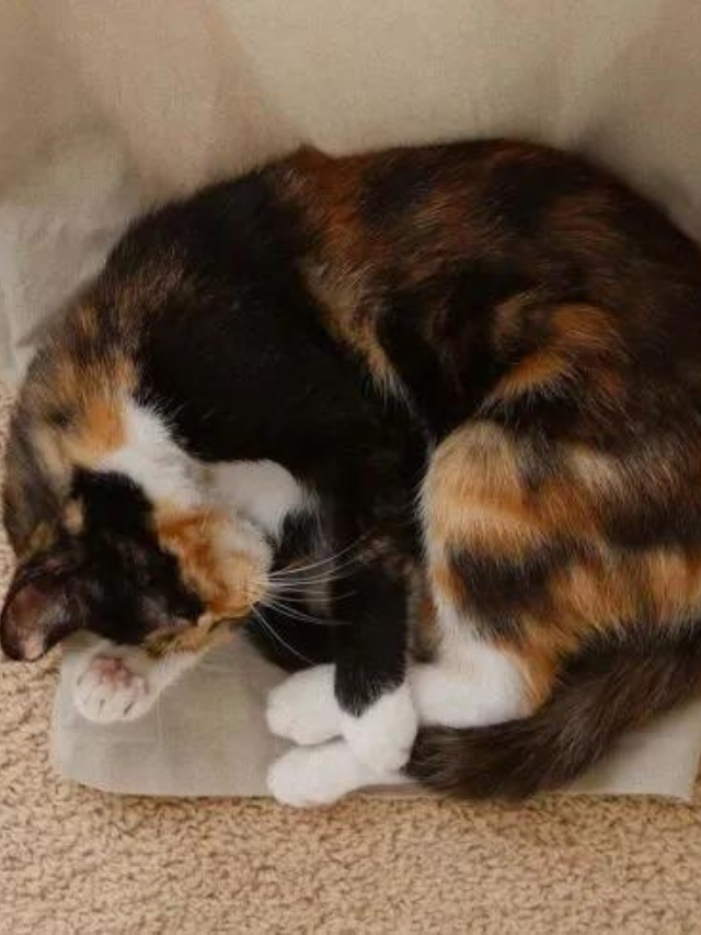 Why Do Cats Sleep in a Ball? 4 Reasons For CurledUp Kitties Story