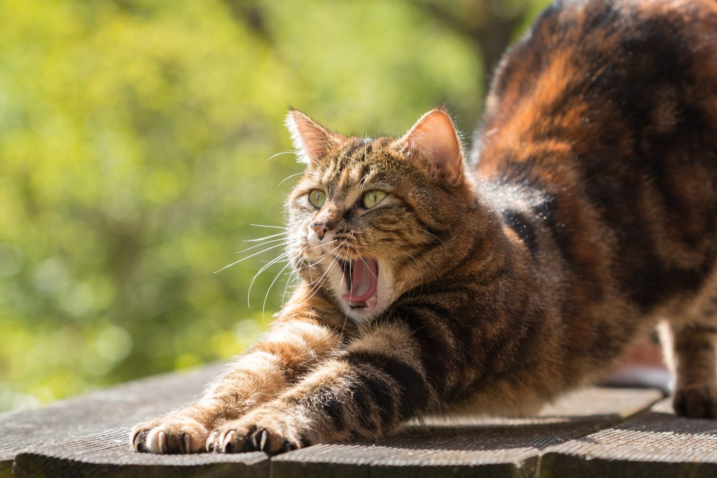 Why Do Cats Yawn 7 Common Reasons The Discerning Cat