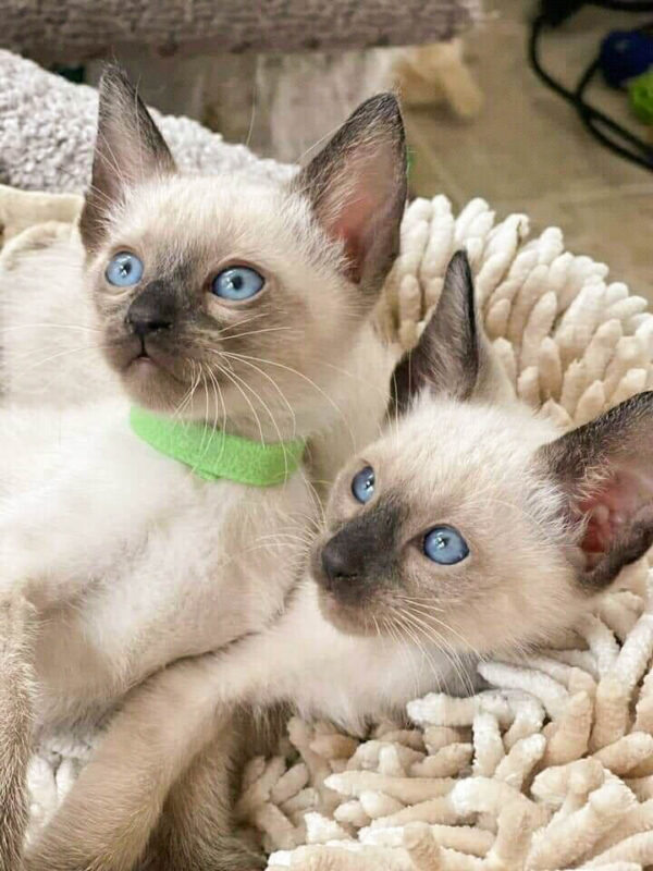 silver point siamese cats