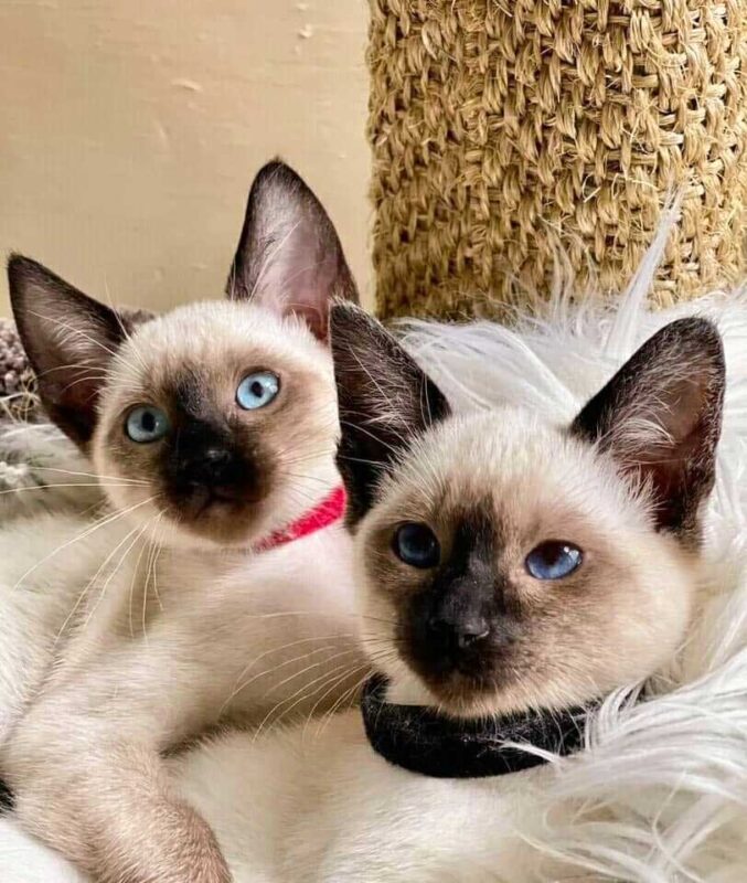 silver point siamese cats