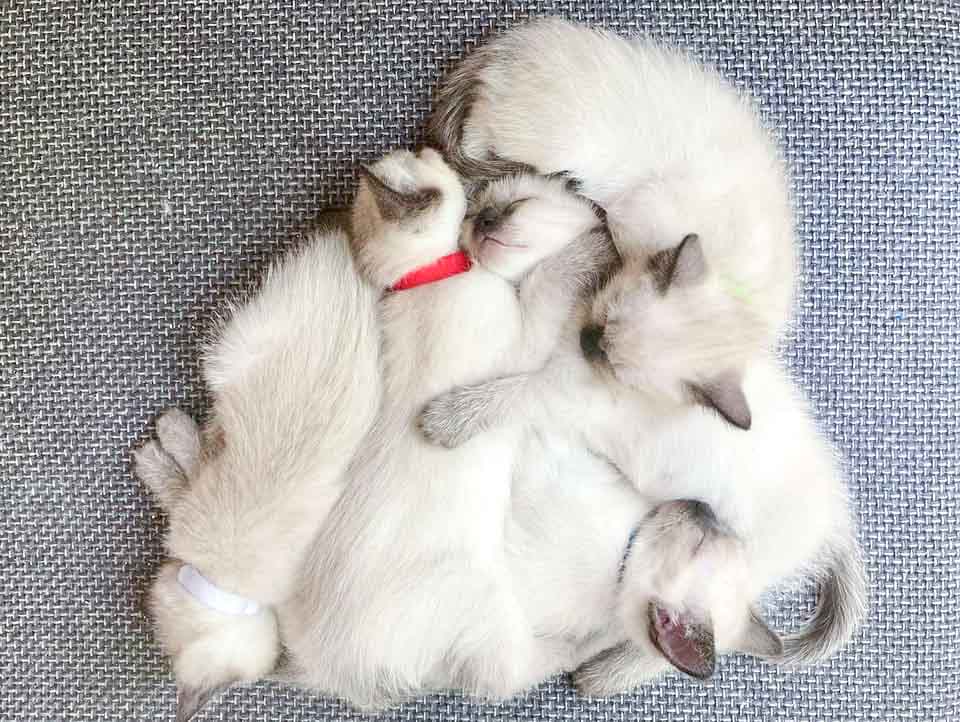 silver point siamese kittens