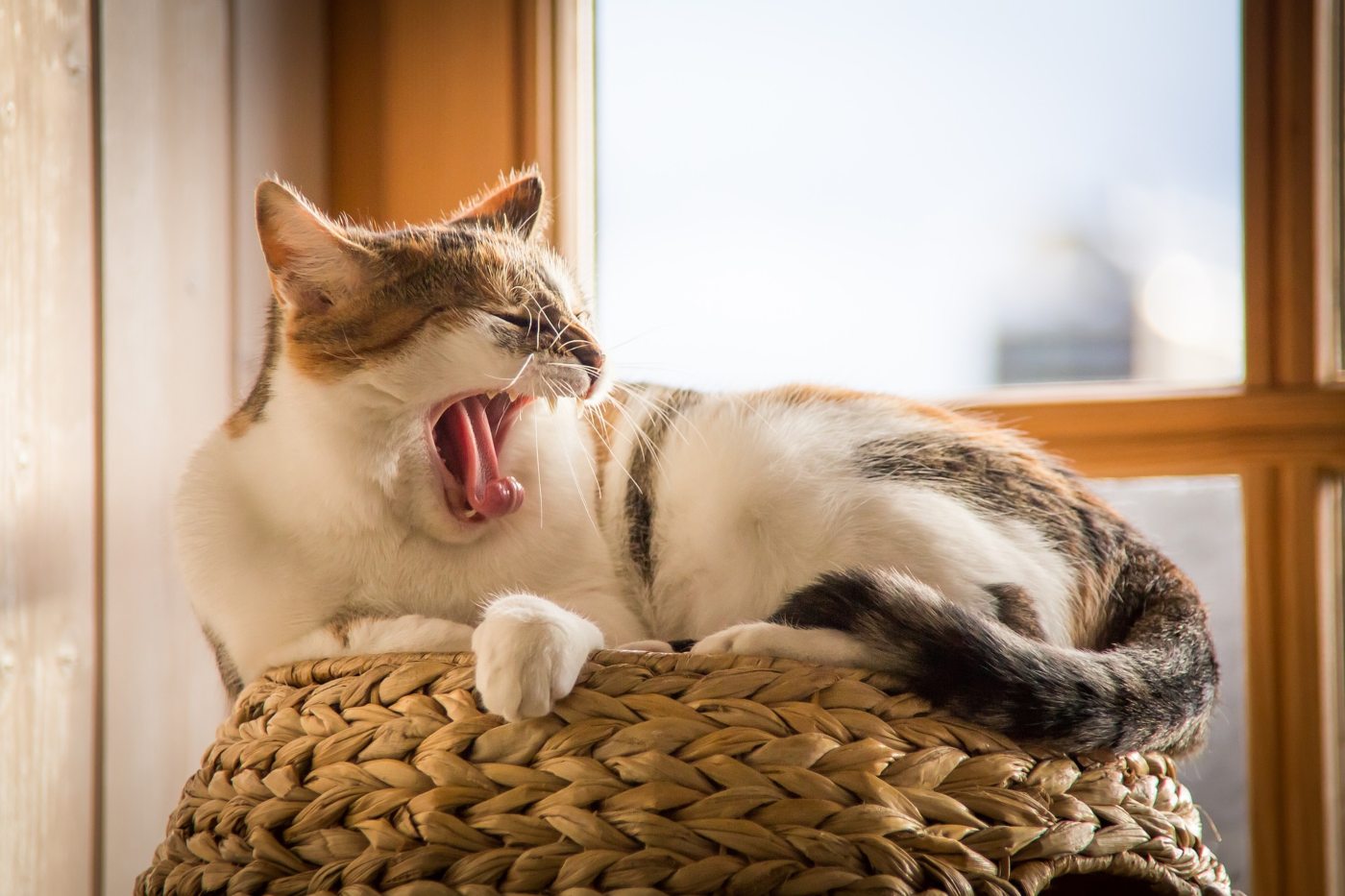 Why Do Cats Yawn 7 Common Reasons The Discerning Cat