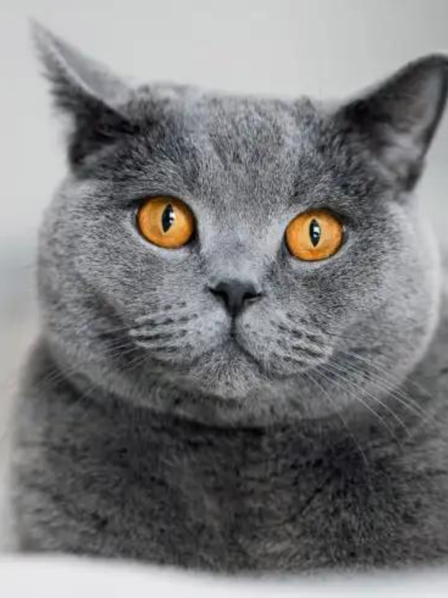 The 12 Beautiful Colors Of The British Shorthair Cat Story - The ...