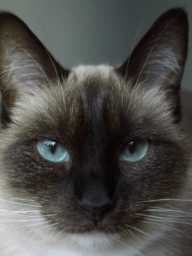 13 Things About Blue Point Siamese You Should Know Story - The ...